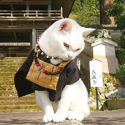 猫咪在那里游戏日本攻略 VS 打女鬼游戏攻略