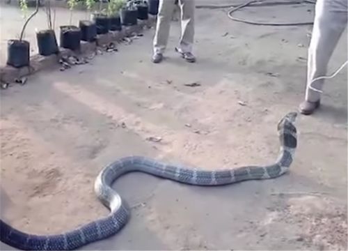 用嘴吸血水？被眼镜蛇咬伤村民发声